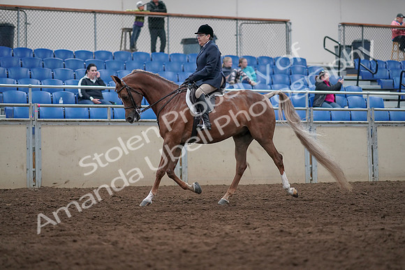 2019 Morgan Horse Show - Sept 01, 2019 - 08530