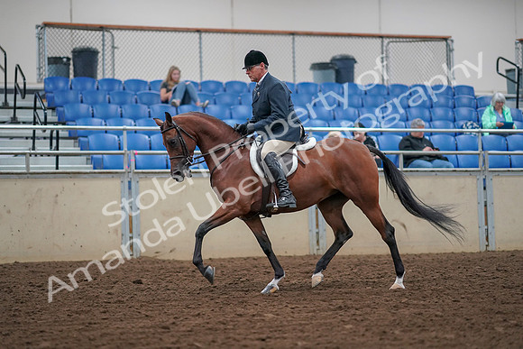 2019 Morgan Horse Show - Aug 30, 2019 - 16122