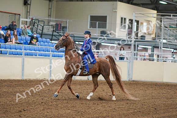 2020 - AB Morgan Horse - Fri, Sept 04 - 04873