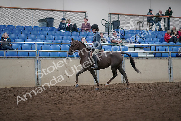 2019 Morgan Horse Show - Aug 31, 2019 - 16559