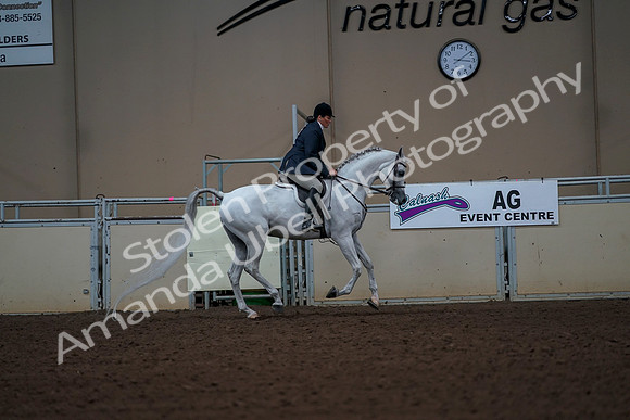 2019 Morgan Horse Show - Aug 30, 2019 - 17574