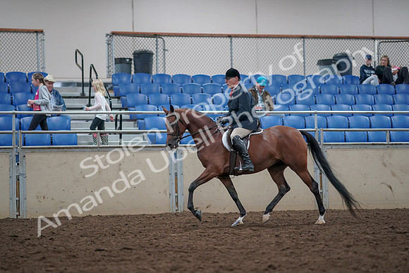 2019 Morgan Horse Show - Aug 31, 2019 - 14955