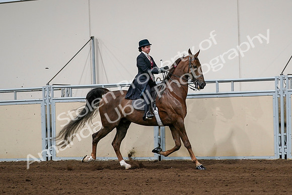 2020 - AB Morgan Horse - Sat, Sept 05 - 06374