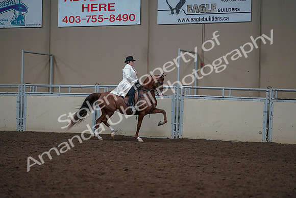 2019 Morgan Horse Show - Aug 31, 2019 - 17937