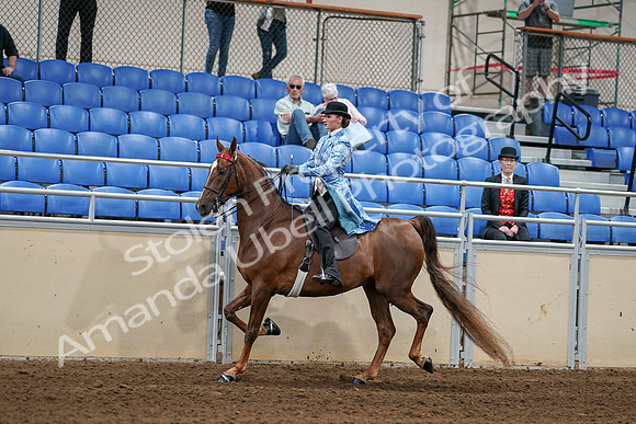 2020 - AB Morgan Horse - Sat, Sept 05 - 06228