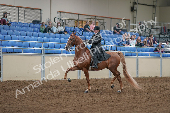 2020 - AB Morgan Horse - Fri, Sept 04 - 11246