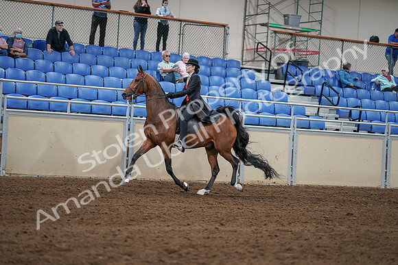 2020 - AB Morgan Horse - Sat, Sept 05 - 06735