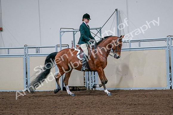 2020 - AB Morgan Horse - Fri, Sept 04 - 01863