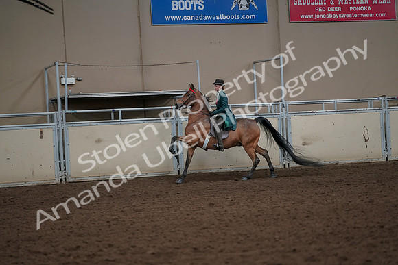 2019 Morgan Horse Show - Aug 30, 2019 - 28002