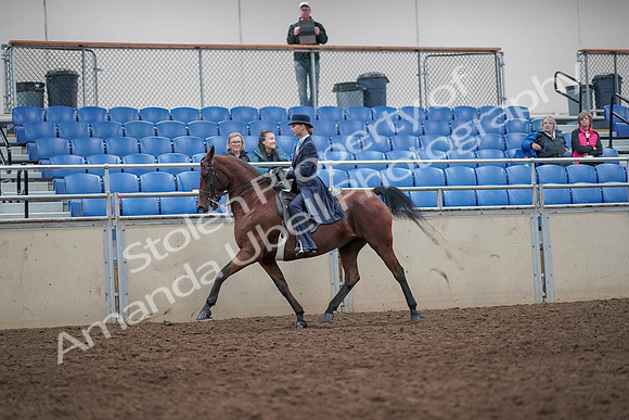 2019 Morgan Horse Show - Aug 31, 2019 - 09248
