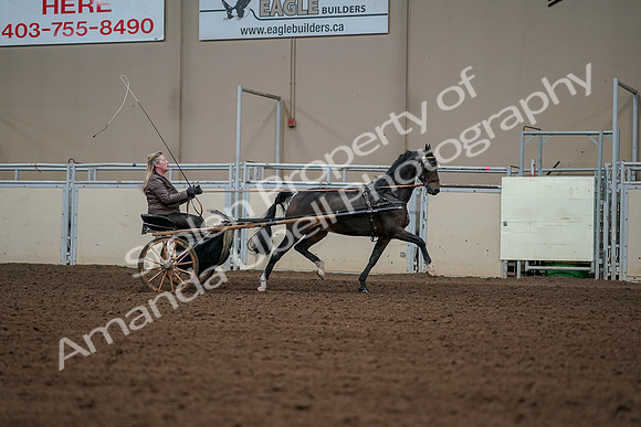 2019 Morgan Horse Show - Aug 30, 2019 - 13379