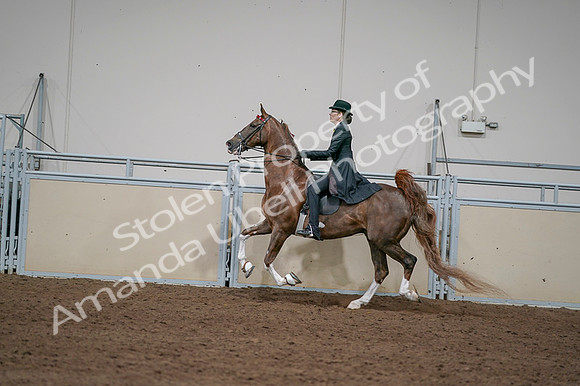 2020 - AB Morgan Horse - Fri, Sept 04 - 09757