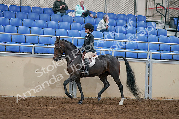2020 - AB Morgan Horse - Sat, Sept 05 - 14417