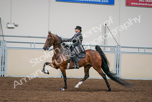2020 - AB Morgan Horse - Sat, Sept 05 - 13009