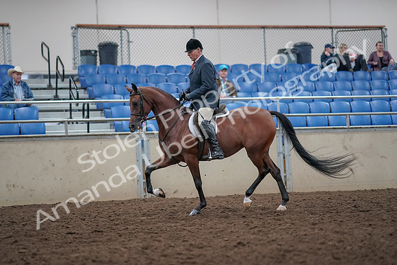 2019 Morgan Horse Show - Aug 31, 2019 - 14816