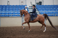 2019 Morgan Horse Show - Sept 01, 2019 - 11895