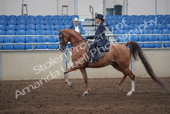 2019 Morgan Horse Show - Sept 01, 2019 - 11895