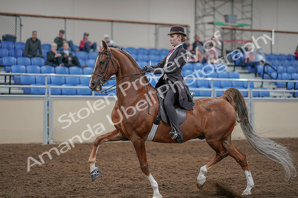 2020 - AB Morgan Horse - Fri, Sept 04 - 11402
