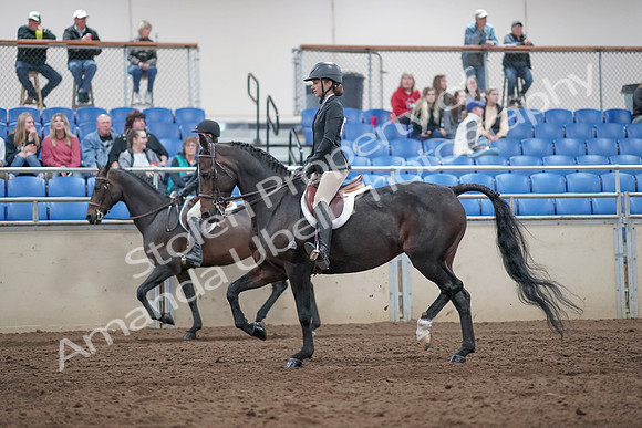 2019 Morgan Horse Show - Aug 31, 2019 - 20431