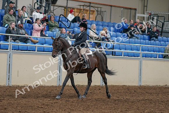 2020 - AB Morgan Horse - Sun, Sept 06 - 07877
