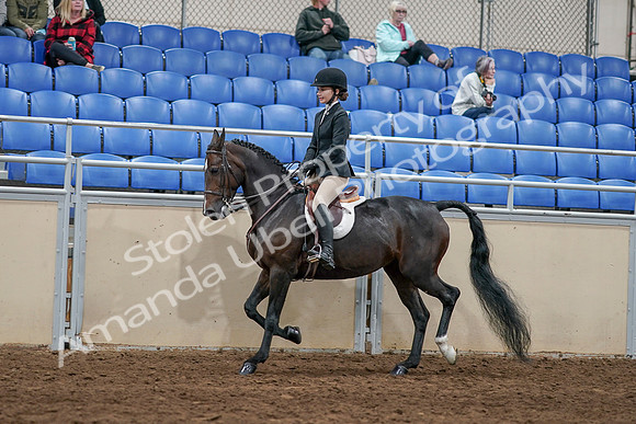2020 - AB Morgan Horse - Sat, Sept 05 - 14421