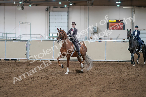 2020 - AB Morgan Horse - Sat, Sept 05 - 06127