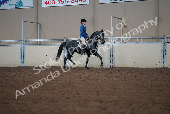 2019 Morgan Horse Show - Aug 30, 2019 - 18553