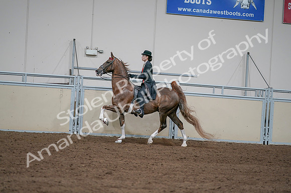 2020 - AB Morgan Horse - Fri, Sept 04 - 09618