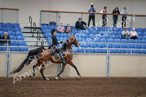 2020 - AB Morgan Horse - Sat, Sept 05 - 06822