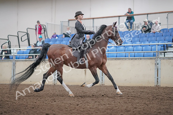 2019 Morgan Horse Show - Aug 31, 2019 - 08911