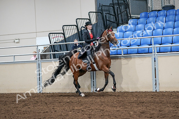 2020 - AB Morgan Horse - Sat, Sept 05 - 06784