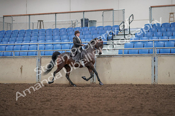 2019 Morgan Horse Show - Aug 30, 2019 - 28215