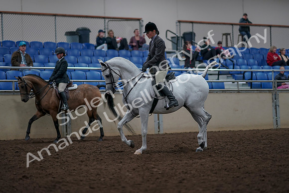 2019 Morgan Horse Show - Aug 31, 2019 - 14698