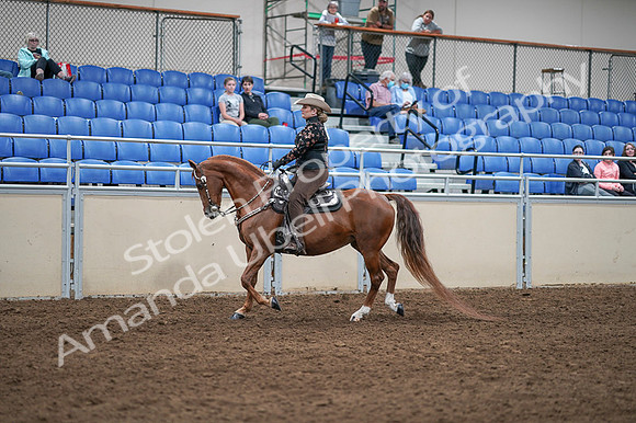 2020 - AB Morgan Horse - Fri, Sept 04 - 08334