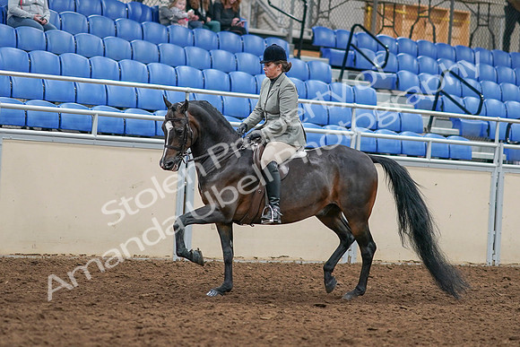 2020 - AB Morgan Horse - Sat, Sept 05 - 14314