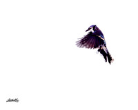 Birds - 006