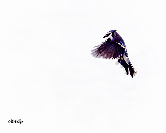 Birds - 006