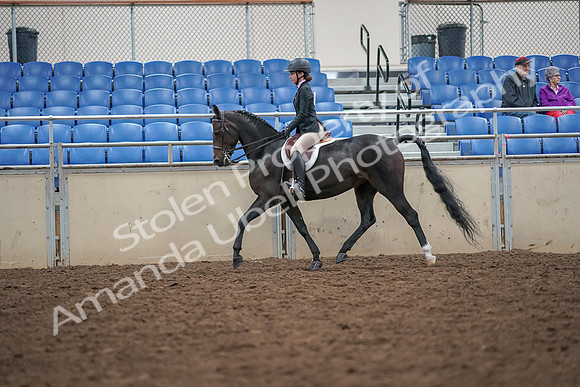 2019 Morgan Horse Show - Aug 30, 2019 - 20108