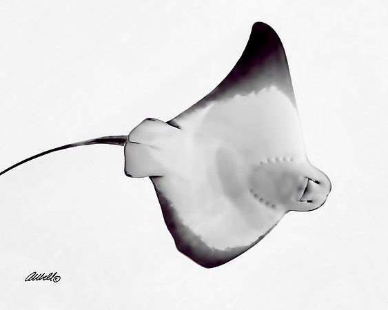 Sea - 005