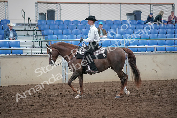 2019 Morgan Horse Show - Aug 31, 2019 - 14112