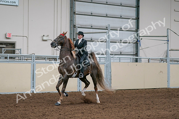 2020 - AB Morgan Horse - Sat, Sept 05 - 13092