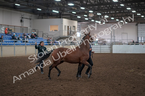 2019 Morgan Horse Show - Aug 31, 2019 - 00992