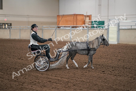 2019 Morgan Horse Show - Aug 30, 2019 - 13342