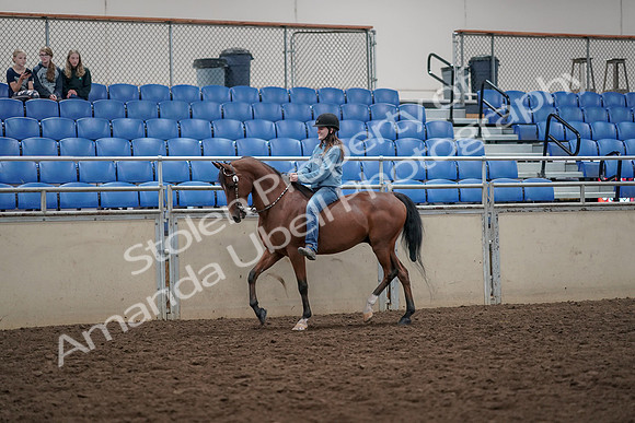 2019 Morgan Horse Show - Aug 30, 2019 - 31093