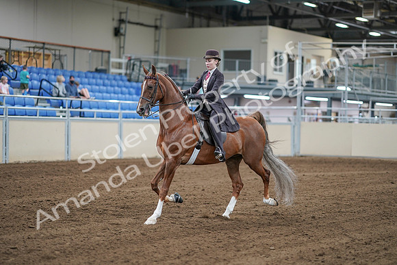 2020 - AB Morgan Horse - Sat, Sept 05 - 06157