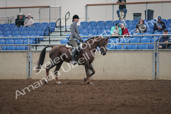 2019 Morgan Horse Show - Aug 31, 2019 - 07426