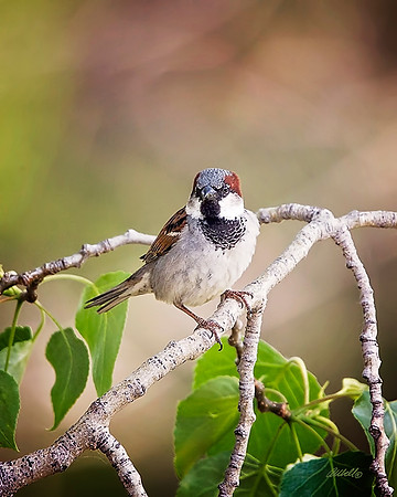 Birds - 272