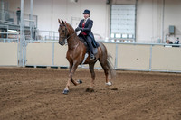 2020 - AB Morgan Horse - Sat, Sept 05 - 06035