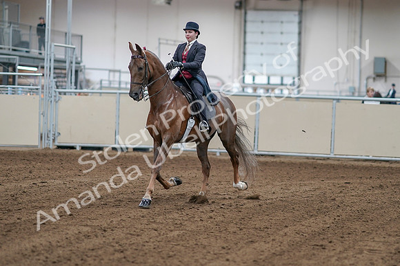 2020 - AB Morgan Horse - Sat, Sept 05 - 06035