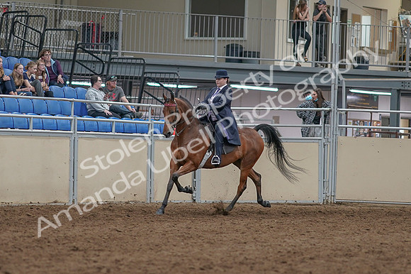 2020 - AB Morgan Horse - Fri, Sept 04 - 11446